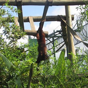 BioParque Zoo Pomerode - Brown howler