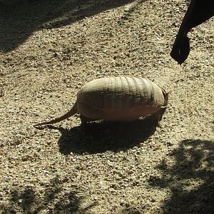BioParque Zoo Pomerode - Six-banded armadillo