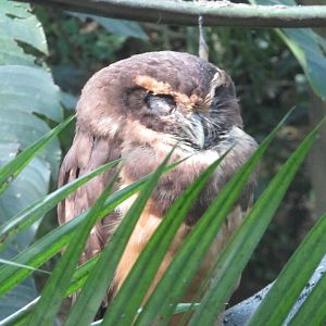 BioParque Zoo Pomerode - Tawny-browed owl