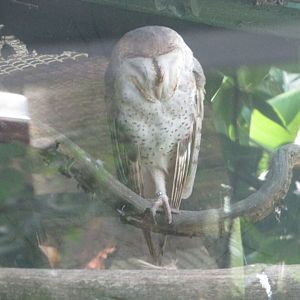 BioParque Zoo Pomerode - New World barn owl