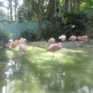 BioParque Zoo Pomerode - Flamingo exhibit