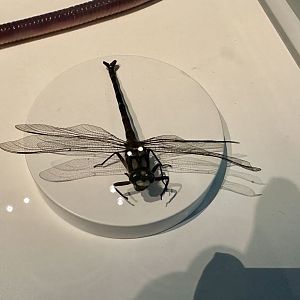 Giant bush dragonfly (Uropetala carovei)