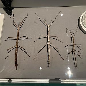 New Zealand Stick Insects