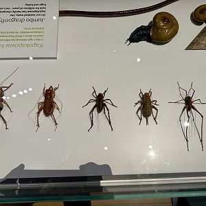 New Zealand Weta