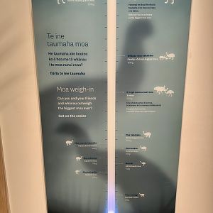 New Zealand Moa Species (Weights)