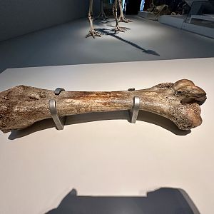 Moa (Leg Bone)