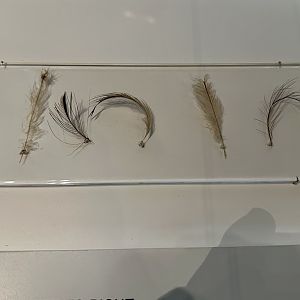 Moa Feathers