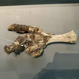 Upland Moa (Foot)