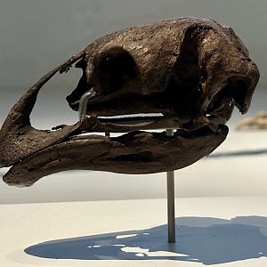 Stout-legged Moa (Skull)