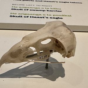 Swamp Harrier (Skull)