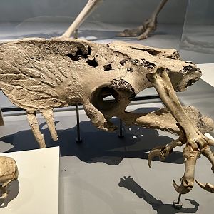 Haast’s Eagle (Talons)/Moa (Pelvis)