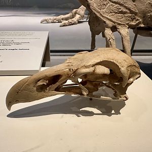 Haast’s Eagle (Skull)