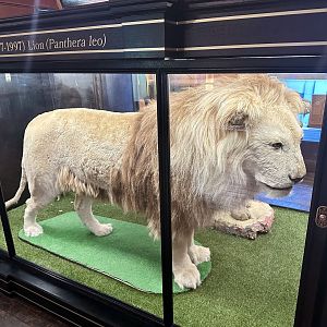 African Lion - Rusty (1977-1997)