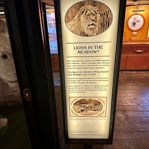 African Lion - Info Board