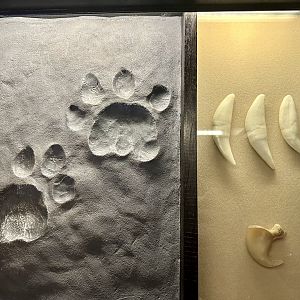 African Lion (Paw Print, Teeth, Claw)