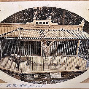 Wellington Zoo’s Original Lion Exhibit