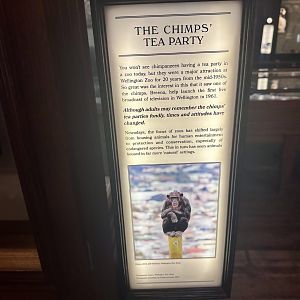 Chimpanzee Tea Party - Info Board
