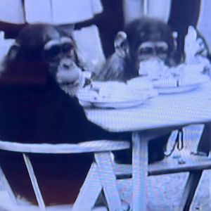 Wellington Zoo - Molly and Breena (1956)