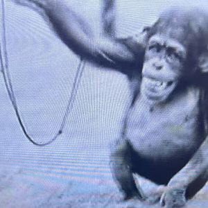 Wellington Zoo - Breena (1956)