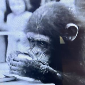 Wellington Zoo - Yoka (1956)