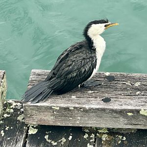 Little shag (Microcarbo melanoleucos)