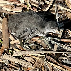 Australian coot (Fulica atra australis)
