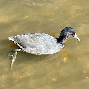 Australian coot (Fulica atra australis