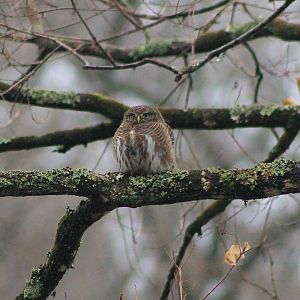 Asian Barred Owlet (Glaucidium cuculoides)