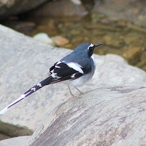 Slaty-backed Forktail (Enicurus schistaceus)