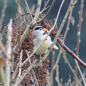 Grey-headed Parrotbill (Paradoxornis gularis)