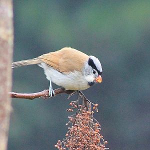 Grey-headed Parrotbill (Paradoxornis gularis)