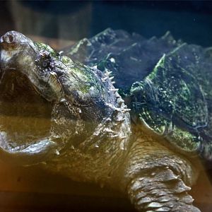Alligator Snapping Turtle