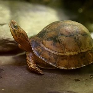 Indochinese Box Turtle