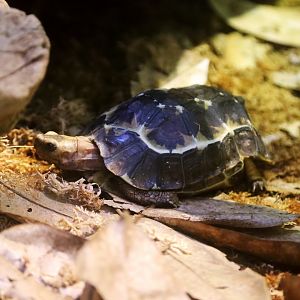 Home's Hinge-back Tortoise