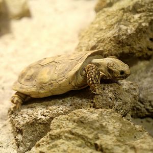Pancake Tortoise, August 2019