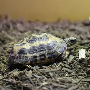 Spider Tortoise