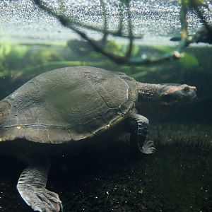 Australian Big-headed Side-necked Turtle (Emydura australis)