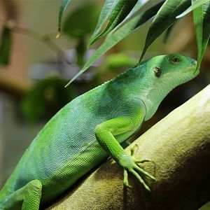 Fiji Banded Iguana