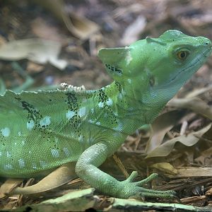 Green Basilisk, April 2018