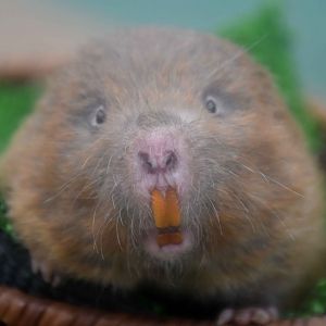 Lesser Bamboo Rat (Cannomys badius)