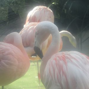 BioParque Zoo Pomerode - Chilean flamingo close-up