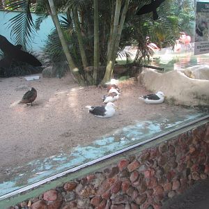 BioParque Zoo Pomerode - Waddling bird exhibit