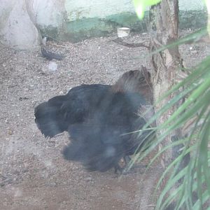 BioParque Zoo Pomerode - Bird ID?