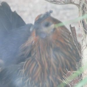 BioParque Zoo Pomerode - Bantam chicken?