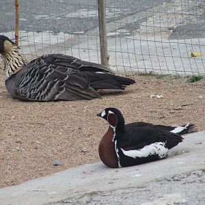 BioParque Zoo Pomerode - Hawaiian and red-breasted goose