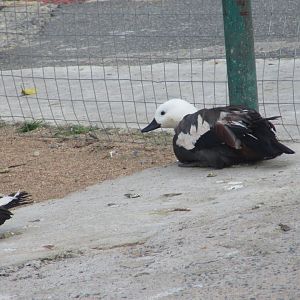 BioParque Zoo Pomerode - Paradise shelduck