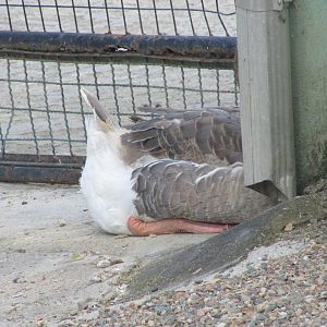 BioParque Zoo Pomerode - Swan goose