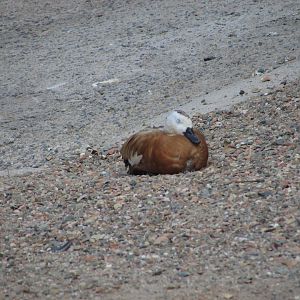 BioParque Zoo Pomerode - Paradise shelduck