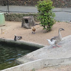 BioParque Zoo Pomerode - Fulvous whistling duck; barnacle, Hawaiian, red-breasted and swan geese