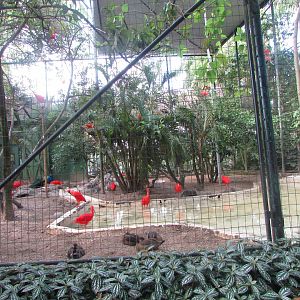 BioParque Zoo Pomerode - Ibis exhibit